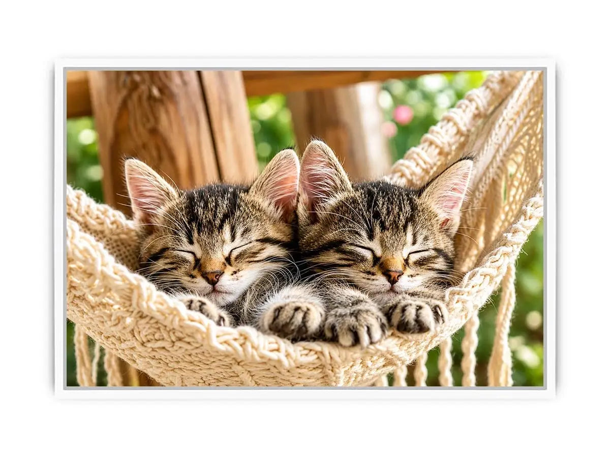 Sleeping kittens in a hammock