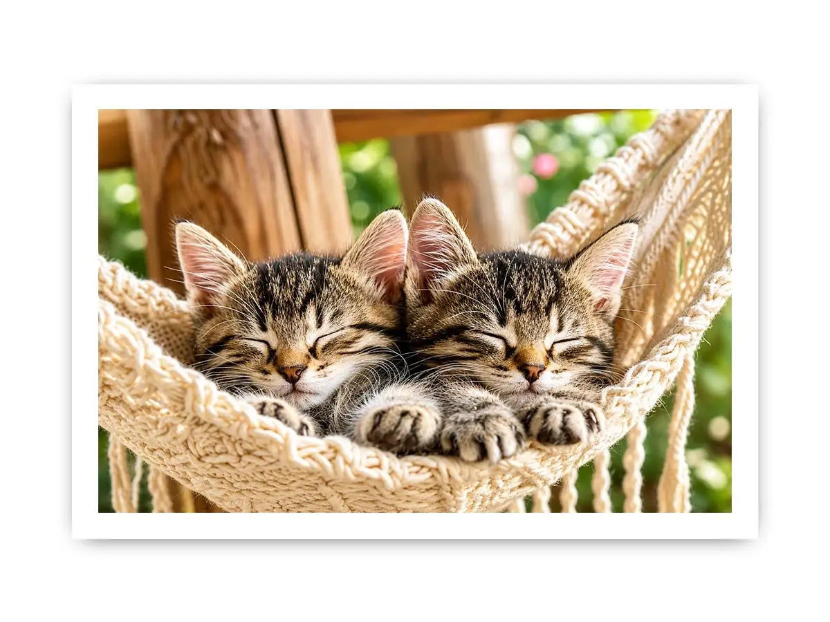 Sleeping kittens in a hammock