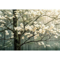 Misty dogwood blooms in foggy forest