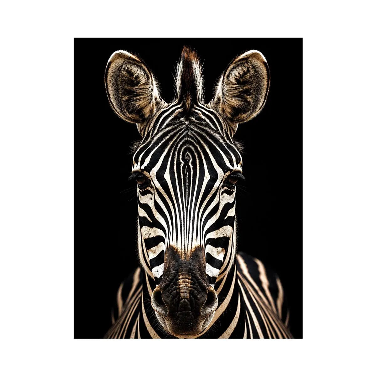 Zebra portrait in dramatic lighting