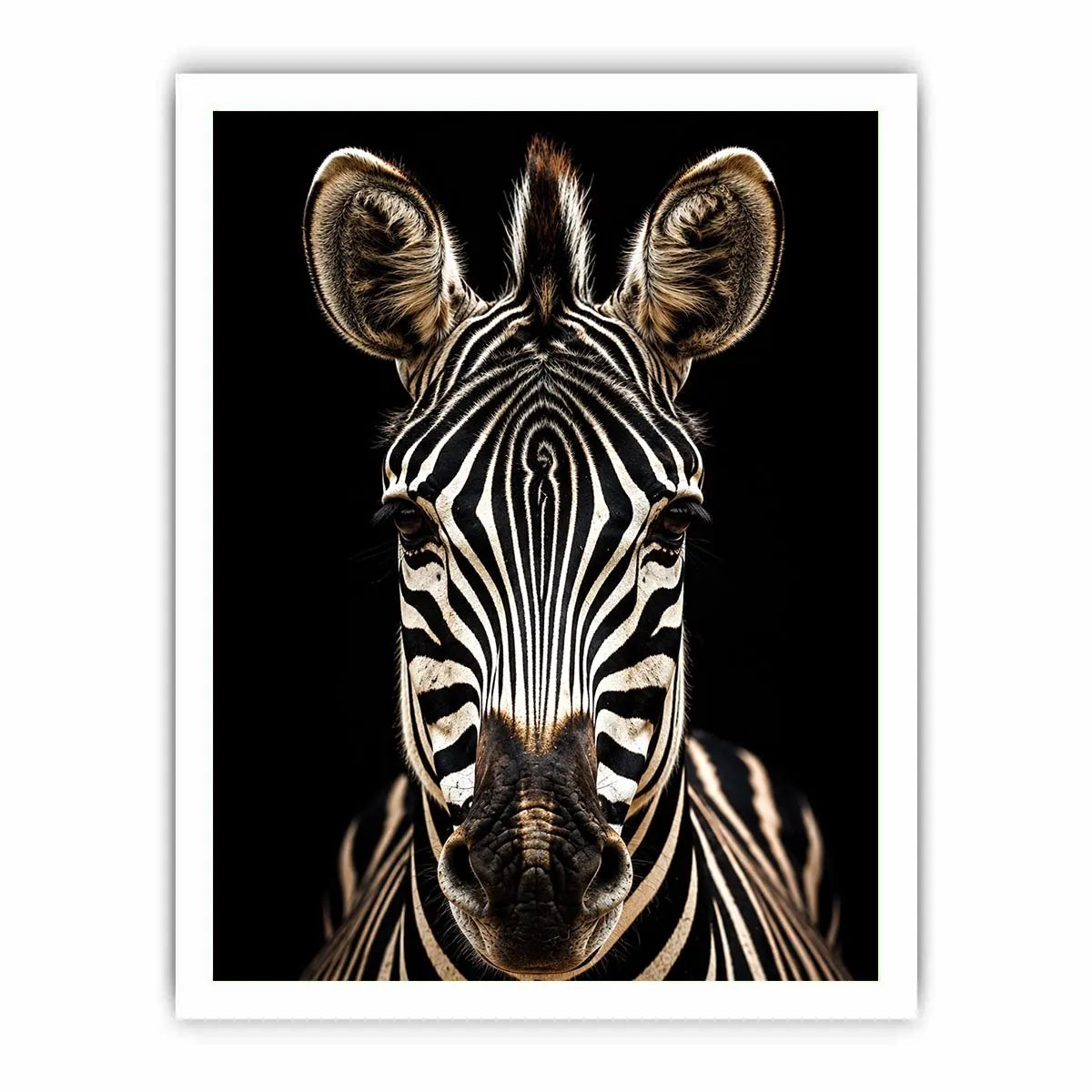 Zebra portrait in dramatic lighting