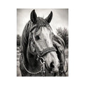 Serene equine portrait in black and white