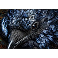 Black Cock Canvas Print