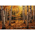 Yellow Forest Canvas Print