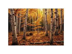 Yellow Forest Canvas Print