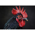 Black Cock Canvas Print