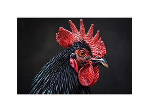 Black Cock Canvas Print