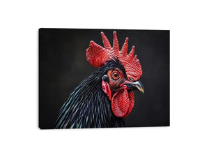 Black Cock Canvas Print