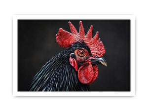 Black Cock Canvas Print