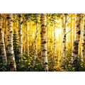 Birch Trees Canvas Print