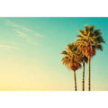 Palm Trees vintage Canvas Print