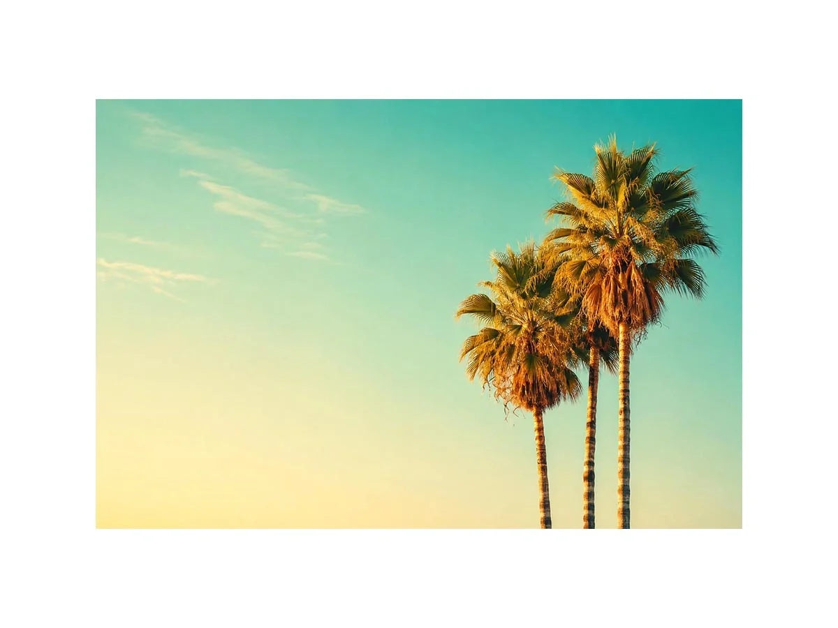 Palm Trees vintage Canvas Print
