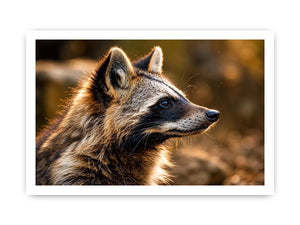 Racoon Dog Canvas Print