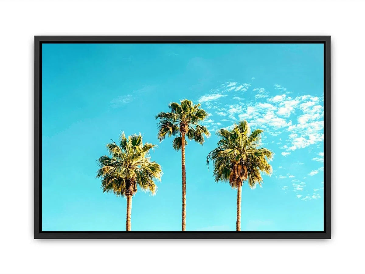 3 Palms Canvas Print