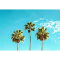 3 Palms Canvas Print