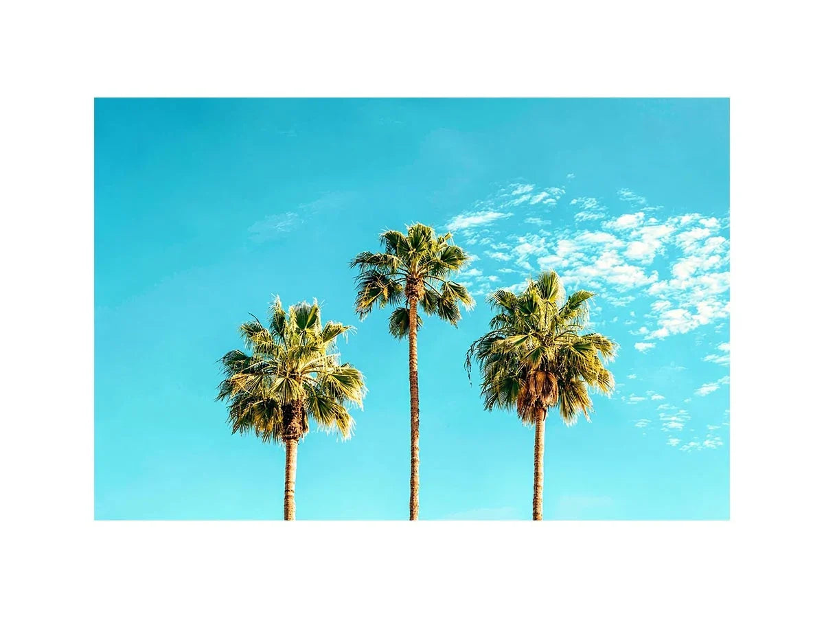 3 Palms Canvas Print
