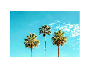 3 Palms Canvas Print