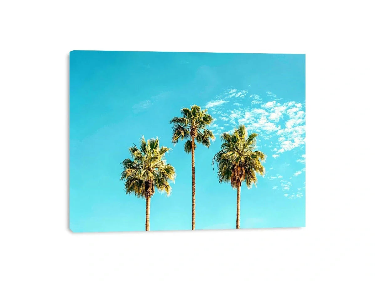 3 Palms Canvas Print