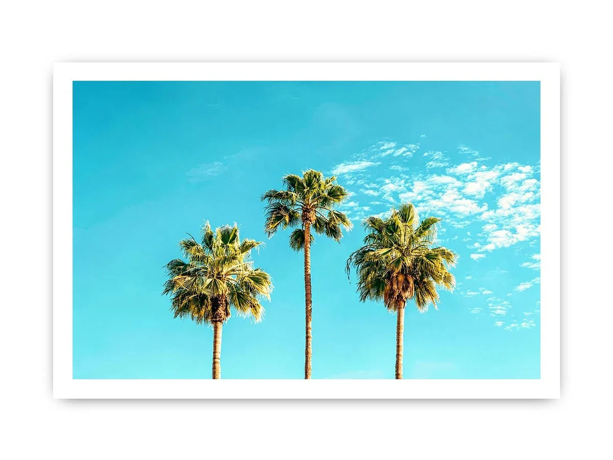 3 Palms Canvas Print