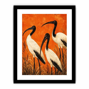 3 Ibis Canvas Print