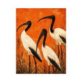 3 Ibis Canvas Print
