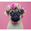Pug Dog