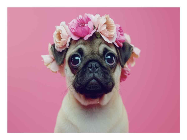Pug Dog
