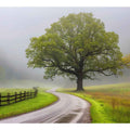 Foggy Road  
