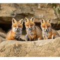 Three Red Fox