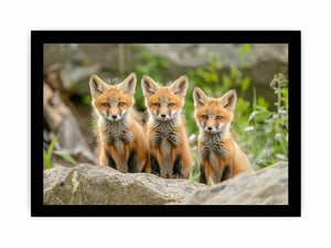 Red Fox  Art framed Print