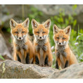 Red Fox  Art Print
