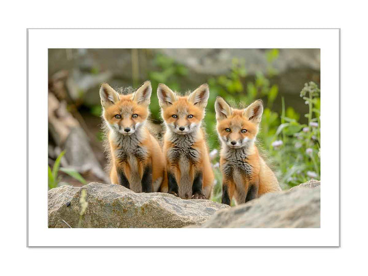 Red Fox  Art framed Print