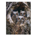 Baby Owls  
