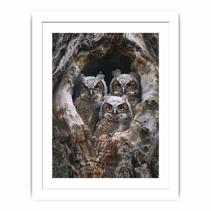 baby owls Art framed Print