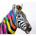 Colorful Zebra