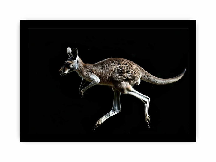 Kangaroo framed Print