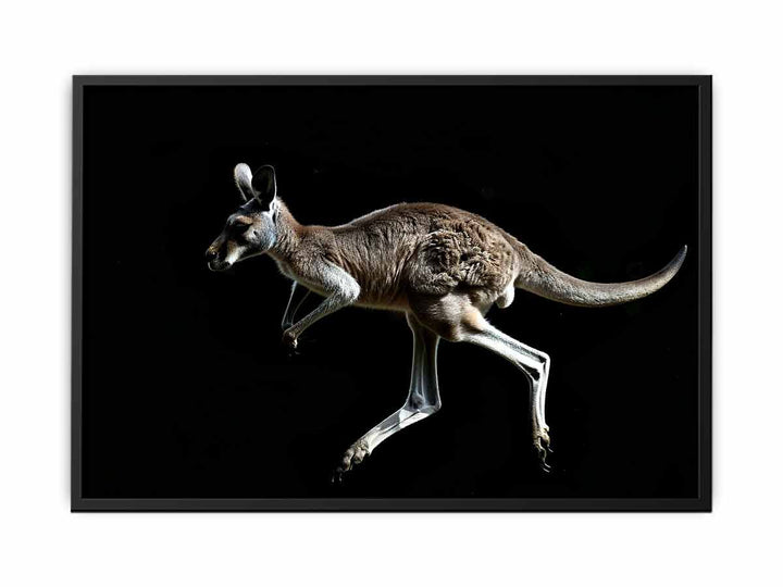 Kangaroo canvas Print