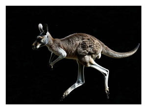 Dramatic kangaroo wildlife canvas art on black background for modern office decor.