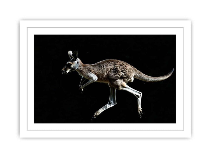 Kangaroo framed Print