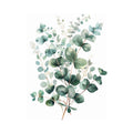 Eucalyptus Flower