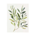 Olive Branch