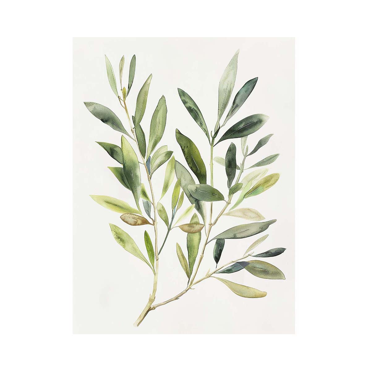 Olive Branch