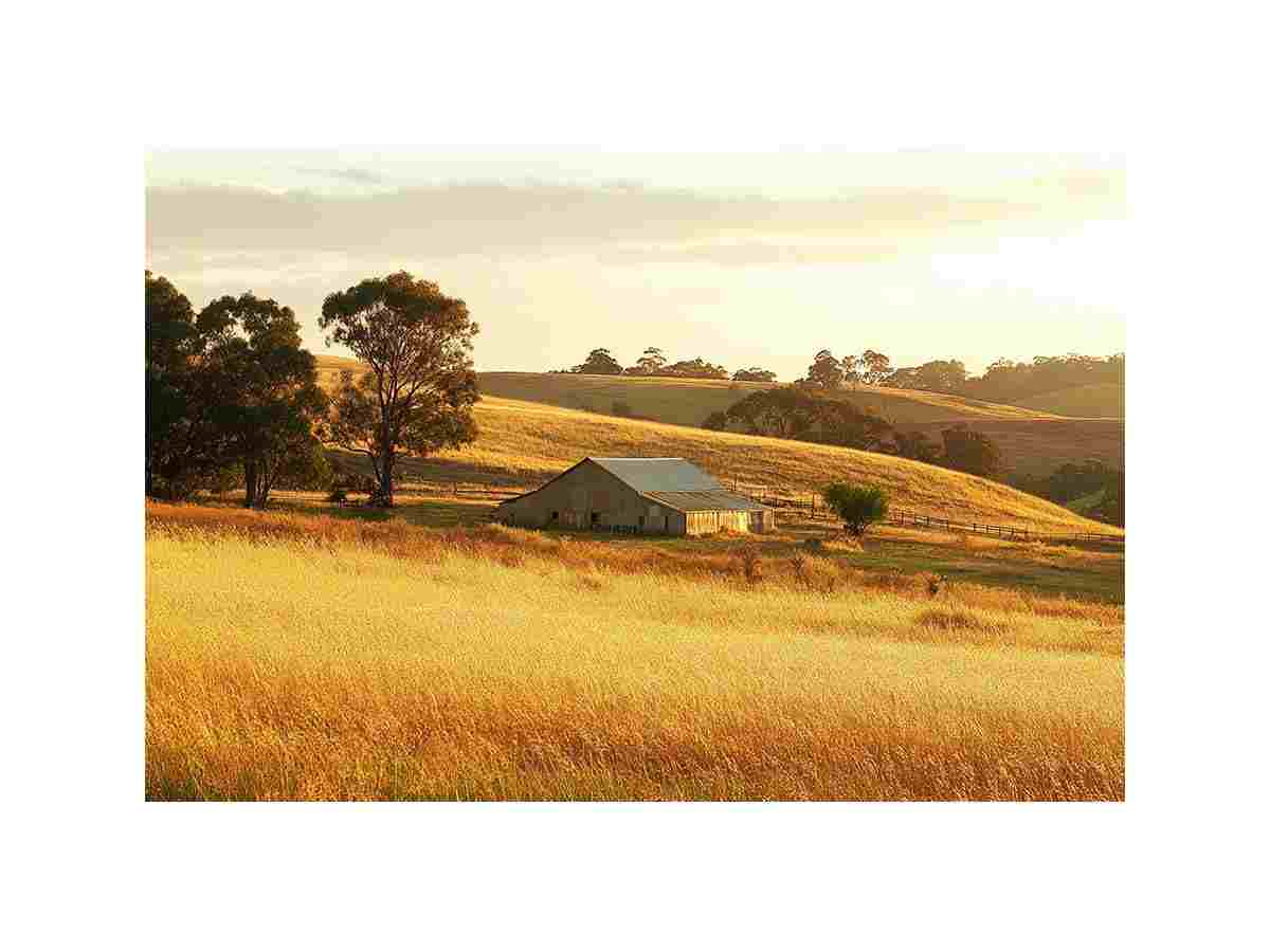 Farm 