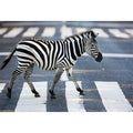 Zebra Crossing
