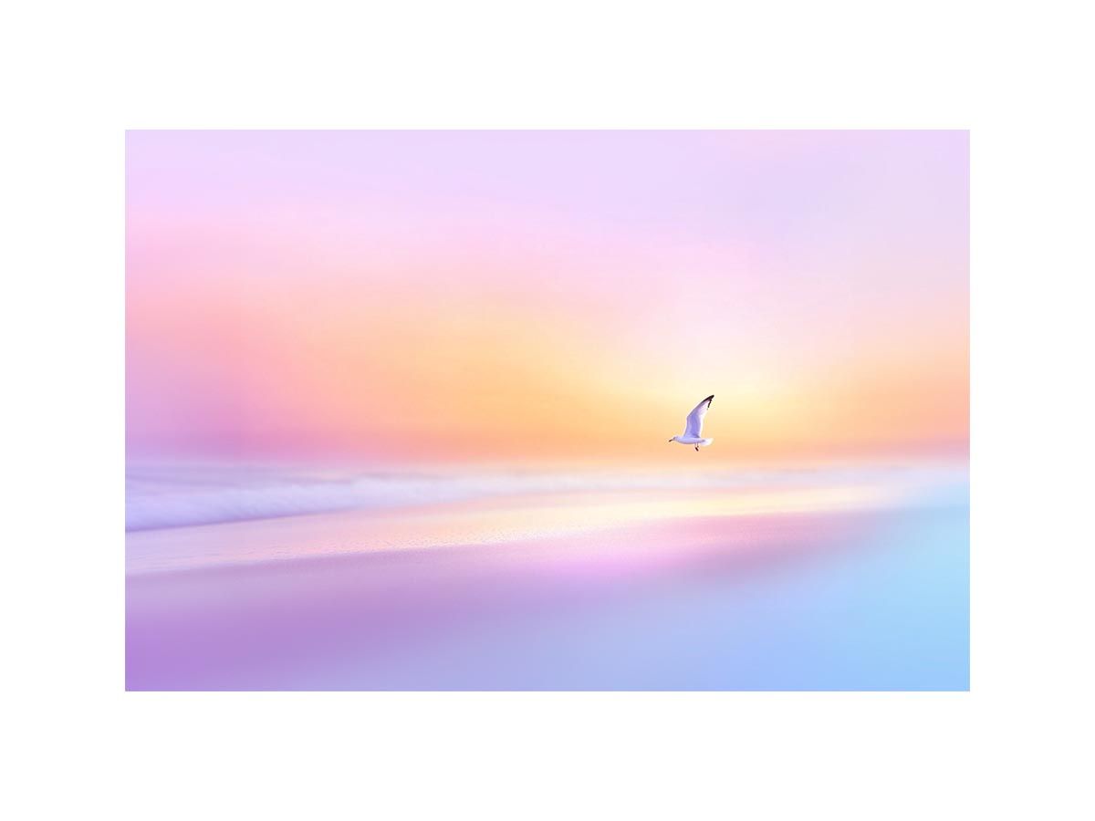 Wings of Silence