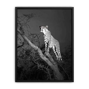 Black and white cheetah Canvas Print