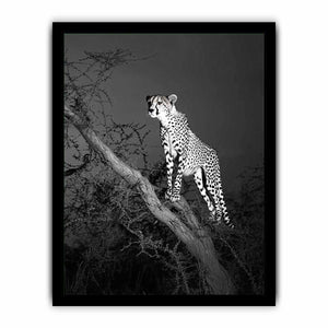 Black and white cheetah Canvas Print
