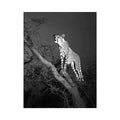 Black and white cheetah Canvas Print