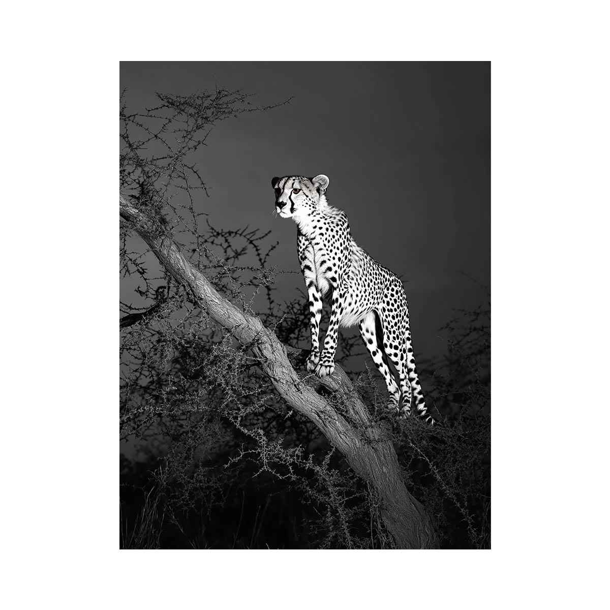 Black and white cheetah Canvas Print