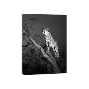 Black and white cheetah Canvas Print